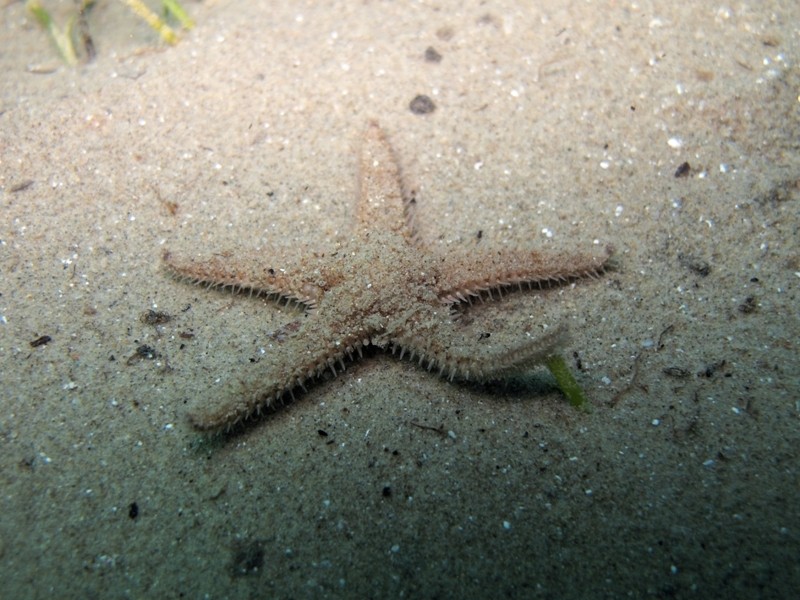 Astropecten spinulosus (Philippi, 1837)